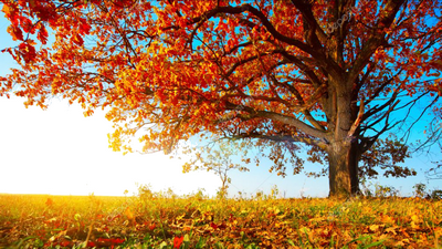Automne Automne
